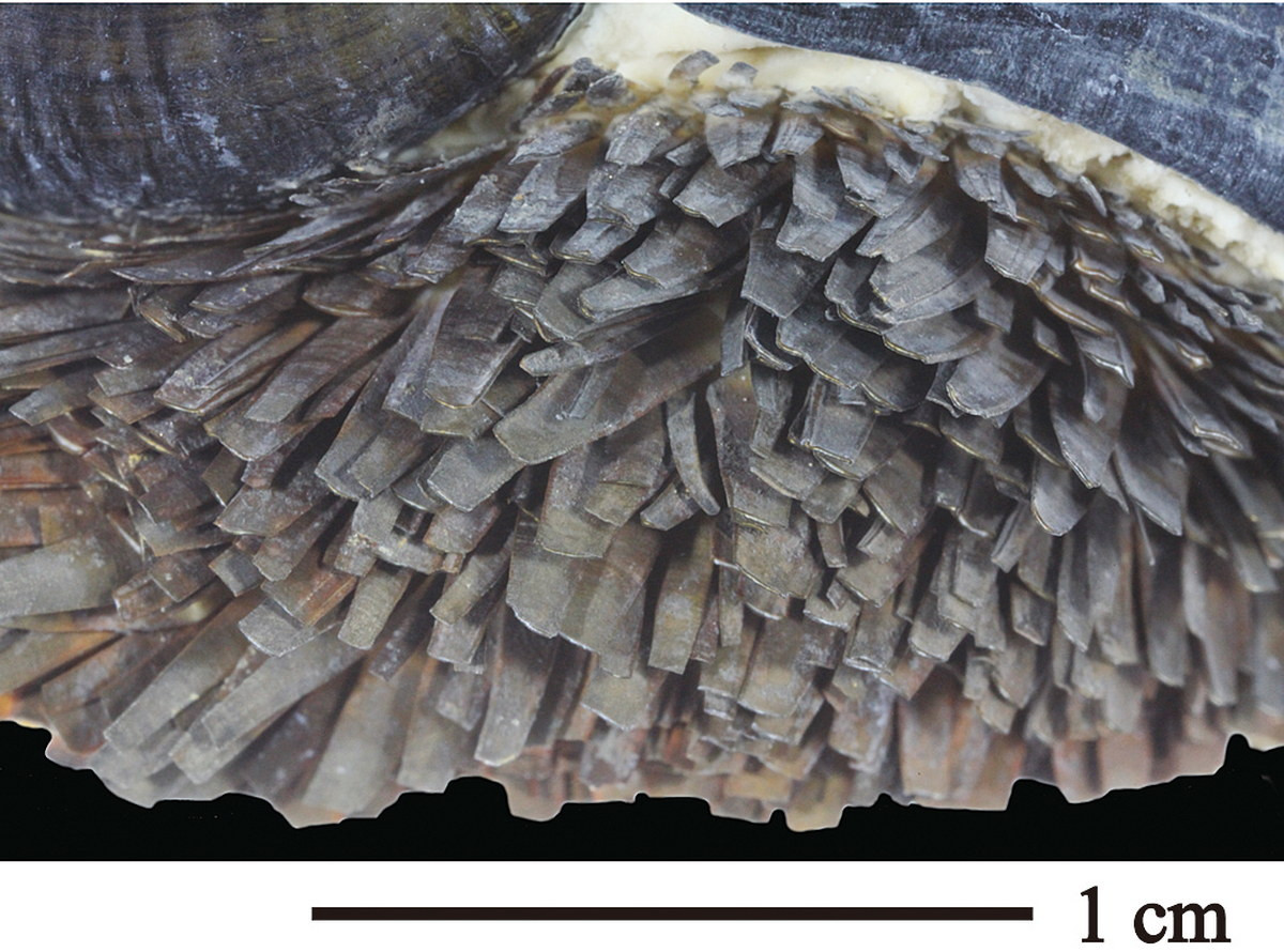 Những chiếc vảy này không có ở bất kỳ loài ốc nào khác trên Trái đất. Mục đích của chúng có thể là để bảo vệ hoặc là kết quả của sự lắng đọng chất thải sulfua độc hại từ các sinh vật nội cộng sinh. Ảnh: Um.u-tokyo.ac.jp.