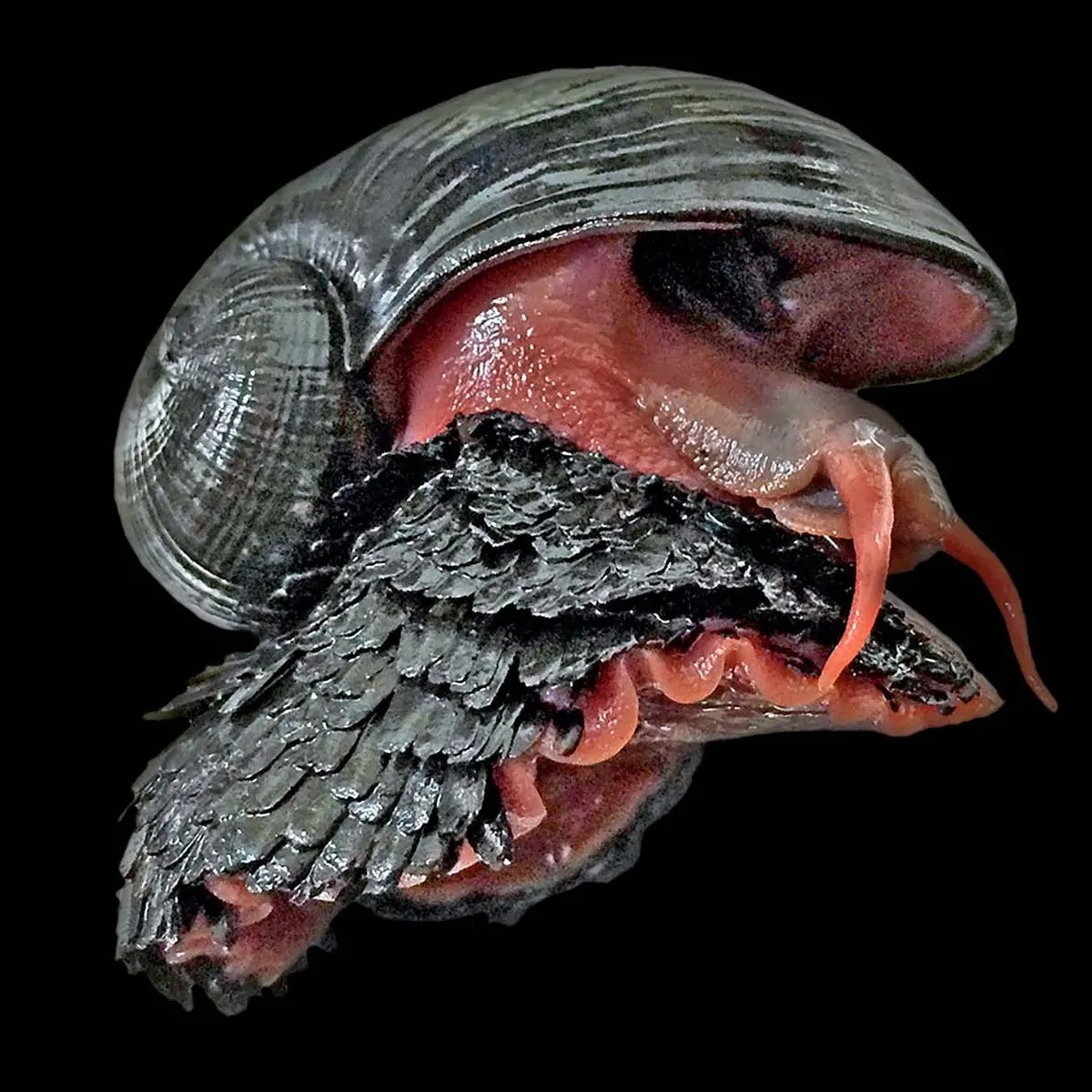 Môi trường sống ngặt nghèo đã khiến loài ốc sên chân vảy tiến hóa theo hướng phát triết một bộ áo giáp độc đáo. Cụ thể, vỏ của ốc sên chân vảy gồm ba lớp, mỗi lớp được cho là có một chức năng bảo vệ riêng. Ảnh: Image courtesy of Chong Chen.