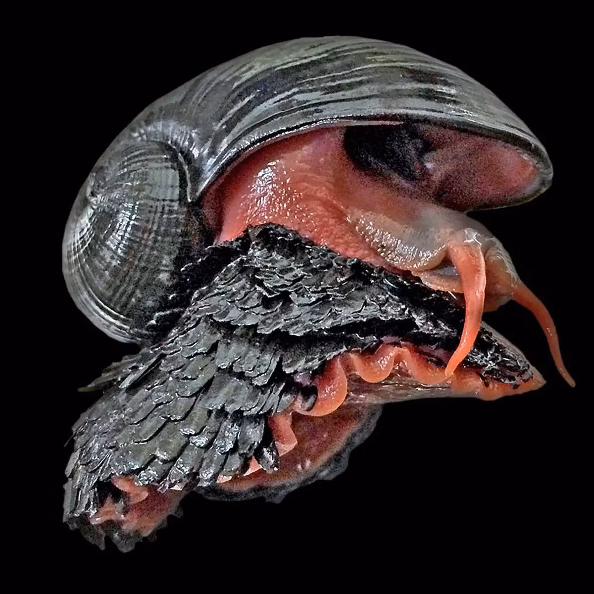 Môi trường sống ngặt nghèo đã khiến loài ốc sên chân vảy tiến hóa theo hướng phát triết một bộ áo giáp độc đáo. Cụ thể, vỏ của ốc sên chân vảy gồm ba lớp, mỗi lớp được cho là có một chức năng bảo vệ riêng. Ảnh: Image courtesy of Chong Chen.