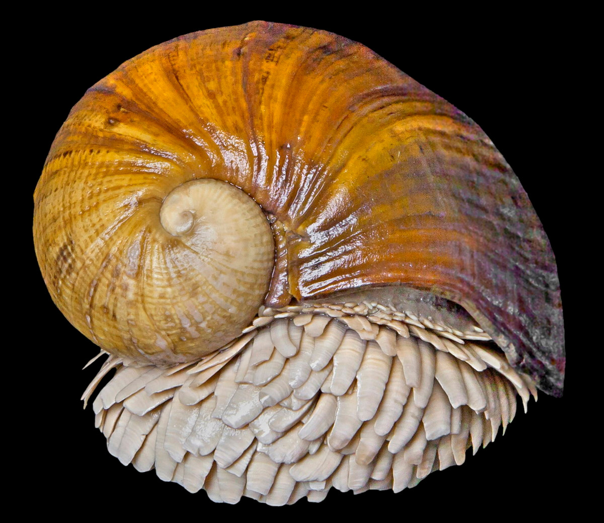 Trong Sách Độ của IUCN, ốc sên chân vảy được xếp vào danh sách các loài Nguy cấp. Nguy cơ cho sự tồn vong của chúng chủ yếu đến từ những tác động của hoạt động khai thác mỏ dưới biển sâu. Ảnh: Image courtesy of Chong Chen.