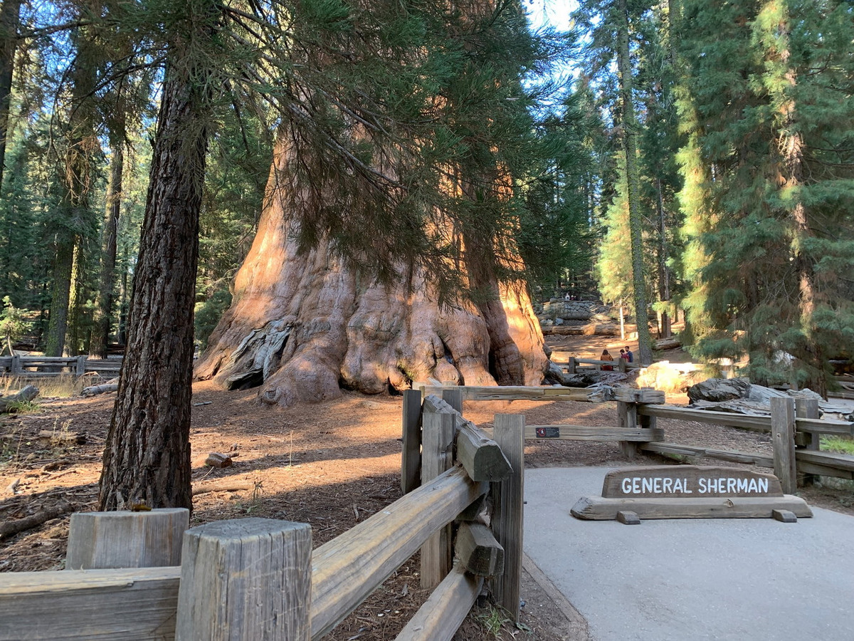 Ngày nay cây cự sam Tướng Sherman là điểm tham quan nổi bật ở Vườn quốc gia Sequoia. Từ con đường cao tốc chạy qua Vườn quốc gia, du khách có thể tiếp cận cây một cách dễ dàng thông qua con đường mòn dài vài trăm mét. Ảnh: Outdooractive.