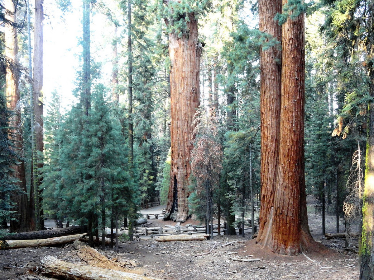 Đường kính nhánh cây gãy ước tính là trên 2 mét, chiều dài trên 30 mét, bằng một cây cổ thụ cỡ lớn. Sự cố này đã khiến thể tích của Tướng Sherman giảm đi một phần, nhưng không ảnh hướng đến sức sống của cây. Ảnh: Fabio Achilli / Flickr.