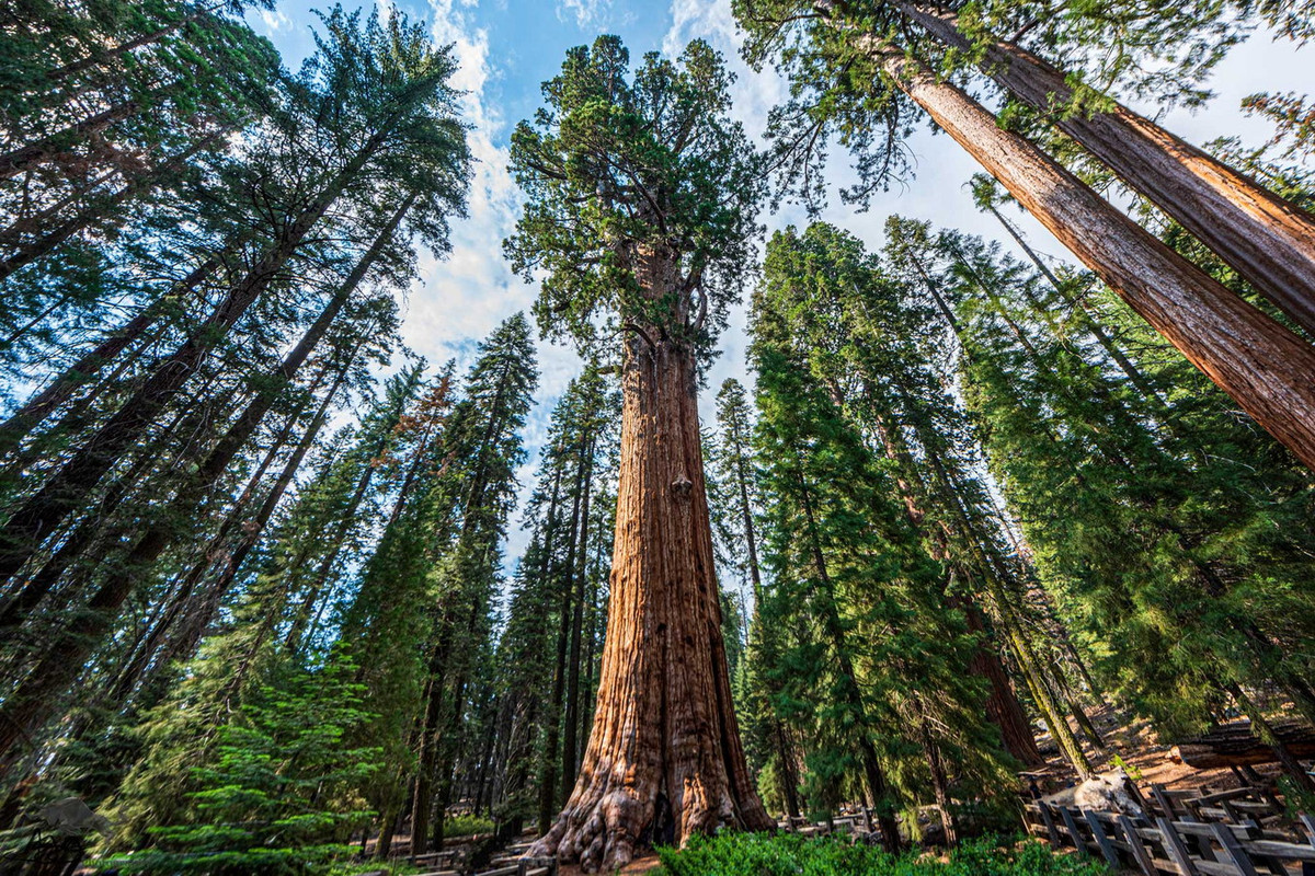 Nằm trong Khu rừng Khổng lồ của Vườn quốc gia Sequoia ở bang California, Mỹ, cây cự sam (Sequoiadendron giganteum) mang tên Tướng Sherman (General Sherman) là một cây cổ thụ được cả thế giới biết đến nhờ tầm vóc đáng kinh ngạc của mình. Ảnh: Public Policy Institute of California.
