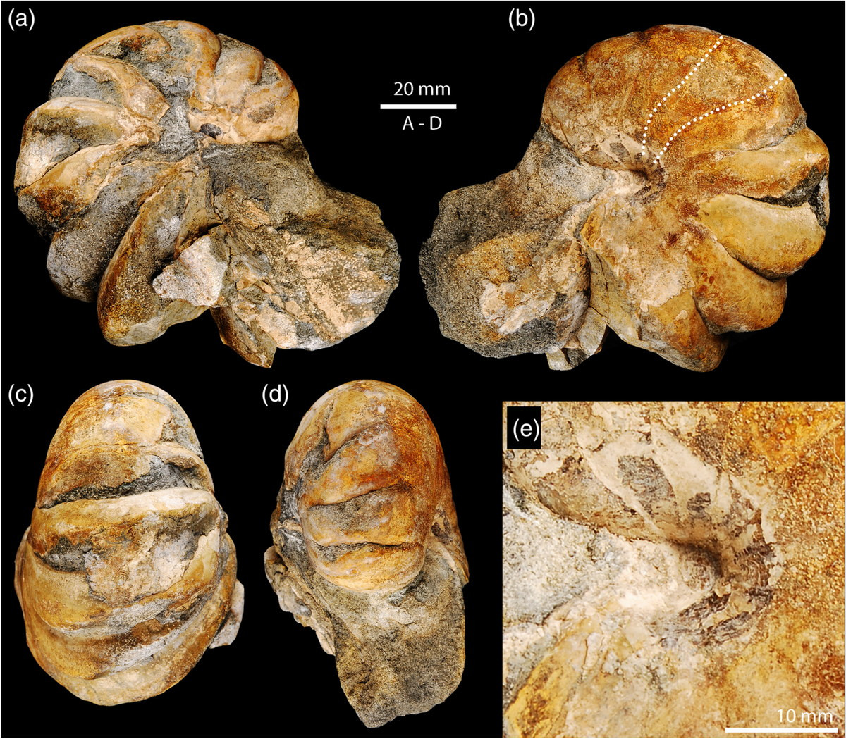 Là loài động vật chân đầu (Cephalopoda, gồm mực và bạch tuộc) cổ xưa nhất còn lại trên Trái đất, ốc anh vũ không có quá nhiều khác biệt so với các hàng cổ xưa đã tồn tại từ khoảng 350 triệu năm trước. Ảnh: Wiley Online Library.