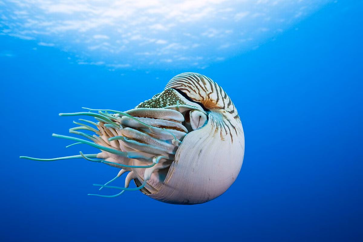 Loài ốc này có thể tự do điều tiết sự phân bố khí trong buồng khí của cơ thể để điều khiển sự chìm nổi, lại có thể phun nước qua chiếc phễu làm bằng cơ để di chuyển trong nước xanh, rất giống hoạt động của một tàu ngầm. Ảnh: Lookphotos.