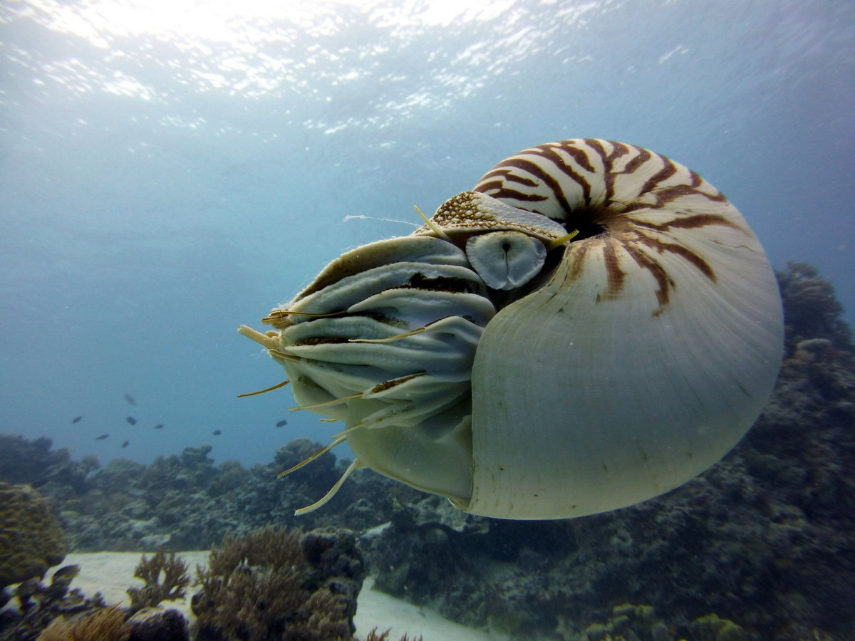 Trong Sách Đỏ IUCN, ốc anh vũ nằm trong danh sách các loài Sắp nguy cấp. Còn trong Sách Đỏ Việt Nam, chúng là loài Rất nguy cấp. Ảnh: Cephalopods Daily.