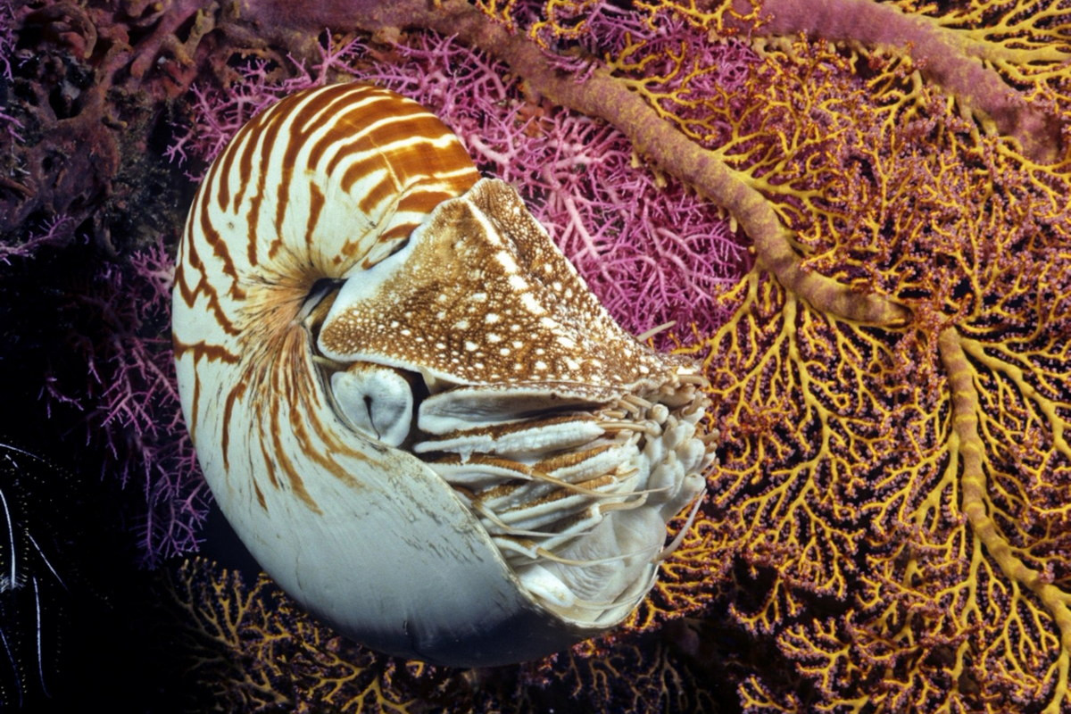 Về mặt tập tính, ốc anh vũ thường nằm dưới đáy biển, ẩn nấp trong san hô và đá. Khi di chuyển, chúng bò bằng xúc tu trên nền hoặc phun nước qua phễu để tạo luồng phản lực bơi đi trong nước. Ảnh: Walmart.ca.