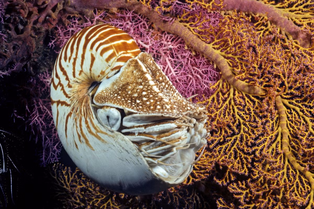 Về mặt tập tính, ốc anh vũ thường nằm dưới đáy biển, ẩn nấp trong san hô và đá. Khi di chuyển, chúng bò bằng xúc tu trên nền hoặc phun nước qua phễu để tạo luồng phản lực bơi đi trong nước. Ảnh: Walmart.ca.