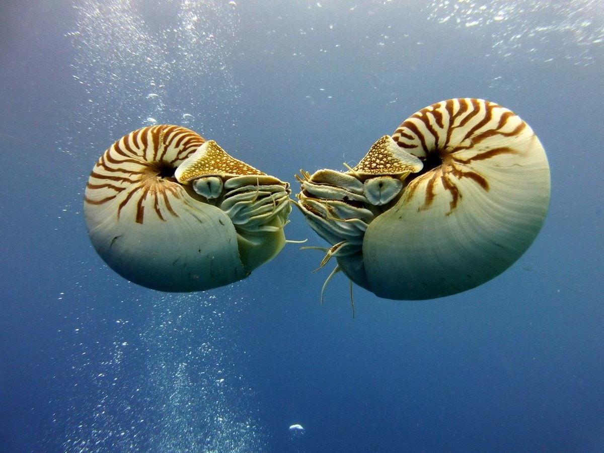 Về mặt sinh sản, không giống như hầu hết các loài động vật chân đầu, ốc anh vũ không có giai đoạn ấu trùng. Trứng được con cái đẻ trong các kẽ hở hoặc giữa các rạn san hô. Ảnh: Cephalopods Daily.