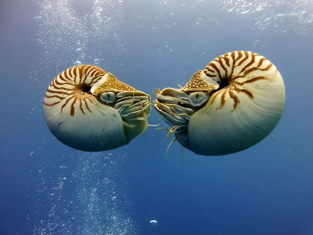 Về mặt sinh sản, không giống như hầu hết các loài động vật chân đầu, ốc anh vũ không có giai đoạn ấu trùng. Trứng được con cái đẻ trong các kẽ hở hoặc giữa các rạn san hô. Ảnh: Cephalopods Daily.