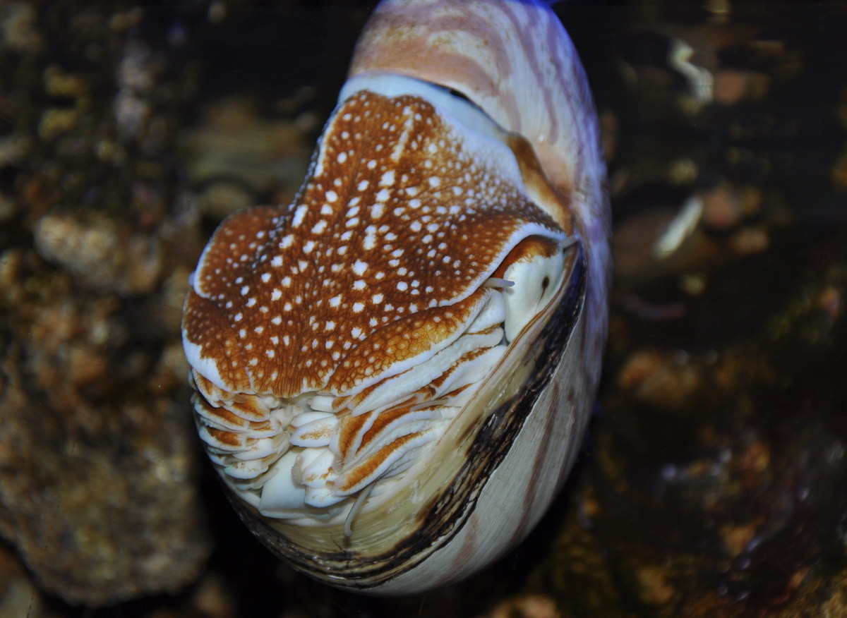 Có hai phân loài ốc anh vũ được công nhận, gồm phân loài Nautilus pompilius pompilius, có kích thước lớn và phân bố rộng, và phân loài Nautilus pompilius suluensis nhỏ hơn chỉ có ở vùng biển Tây Nam Philippines. Ảnh: BioLib.