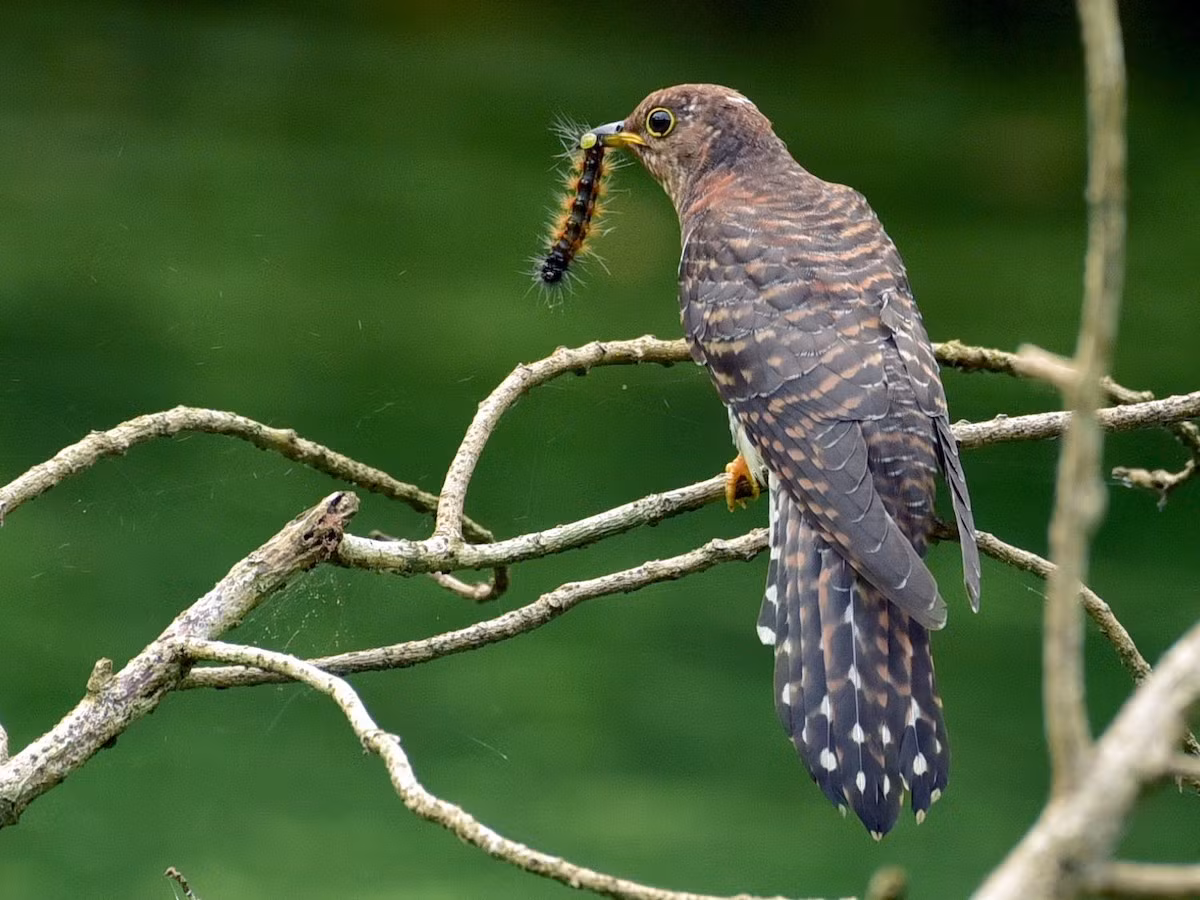 Cu cu nhỏ (Cuculus poliocephalus) dài 26-27 cm, là loài định cư không phổ biến tại Trung và Nam Bộ, di cư sinh sản tại Tây Bắc, Đông Bắc. Sinh cảnh của chúng là rừng lá rộng thường xanh, rừng thứ sinh, rừng rụng lá, cây bụi trong mùa di cư, thường ghi nhận ở độ cao 900-2.300 mét.