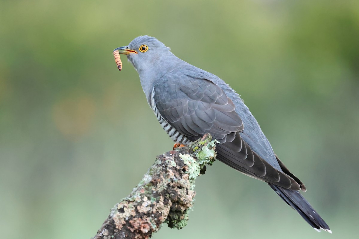 Cu cu (Cuculus canorus) dài 33-35 cm, là loài di cư sinh sản không phổ biến tại Tây Bắc, Đông Bắc và Trung Trung Bộ. Chúng sống ở rừng lá rộng thường xanh, rừng thứ sinh, các sinh cảnh trống trải trong mùa di cư.