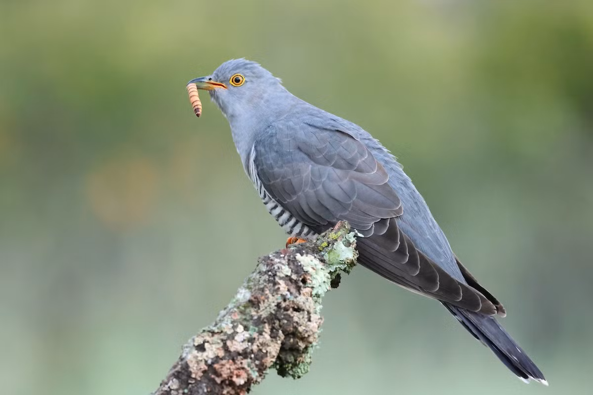 Cu cu (Cuculus canorus) dài 33-35 cm, là loài di cư sinh sản không phổ biến tại Tây Bắc, Đông Bắc và Trung Trung Bộ. Chúng sống ở rừng lá rộng thường xanh, rừng thứ sinh, các sinh cảnh trống trải trong mùa di cư.