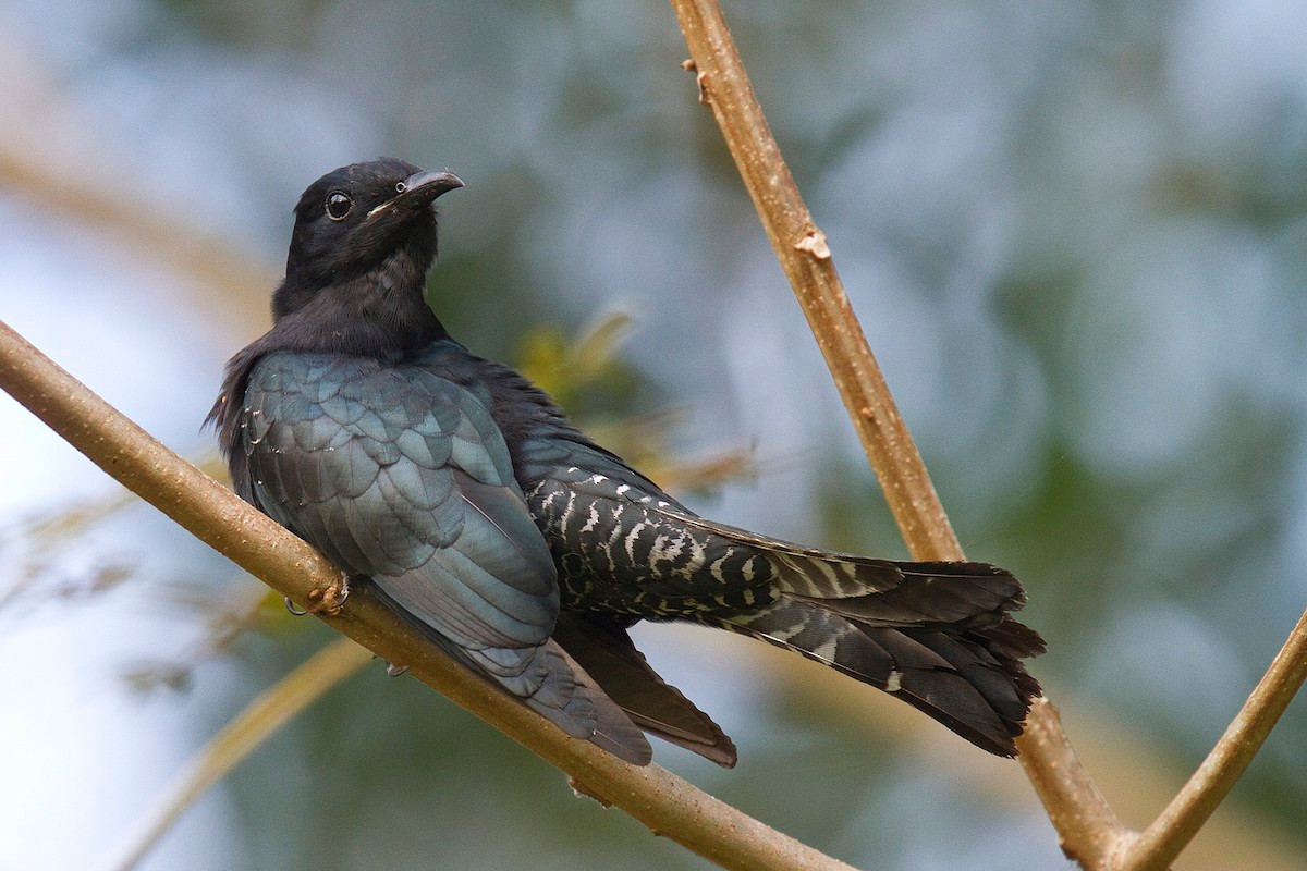 Cu cu đen (Surniculus lugubris) dài 23-25 cm, là loài định cư, tương đối phổ biến trong cả nước, di cư tương đối phổ biến qua Đông Bắc. Chúng sống ở rừng lá rộng thường xanh, rừng rụng lá, rừng thứ sinh, thỉnh thoảng gặp ở các khu vườn, rừng ngập mặn, công viên.