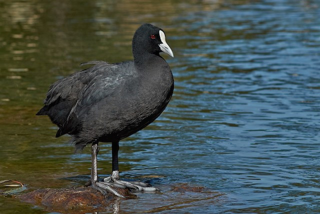 Sâm cầm (Fulica atra) dài 40-42 cm, là loài trú đông hiếm đến không phổ biến tại Đông Bắc, Bắc, Trung Trung Bộ và Nam Bộ. Chúng sống ở hồ, đầm lầy nước ngọt.