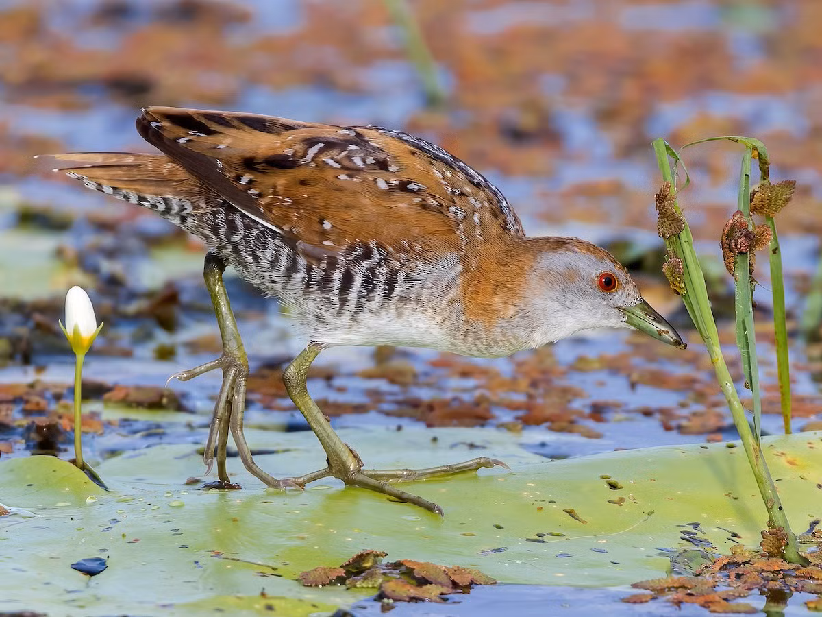 Cuốc lùn (Porzana pusilla) dài 19-21 cm, , là loài di cư không phổ biến qua Đông Bắc, Trung, Nam Trung Bộ và Nam Bộ, trú đông không phổ biến tại Trung, Nam Trung Bộ và Nam Bộ. Chúng sống ở đầm lầy nước ngọt, các khu vực rừng ngập nước.