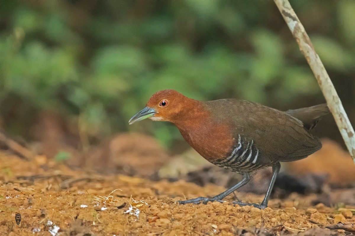 Gà nước họng trắng (Rallina eurizonoides) dài 26-28 cm, là loài di cư sinh sản tại Đông Bắc, di cư trú đông không phổ biến qua Đông Bắc, Trung, Nam Trung Bộ và Nam Bộ. Chúng sống ở suối và vùng ngập nước bên trong rừng lá rộng thường xanh, rừng thứ sinh, khu vực cỏ bụi trong vườn trồng, đầm lầy và công viên trong mùa di cư.