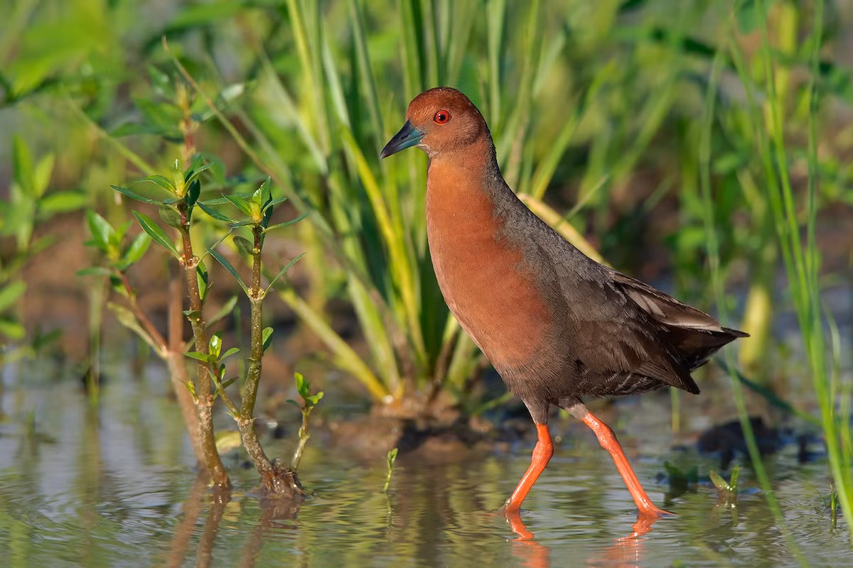 Cuốc ngực nâu (Porzana fusca) dài 21-27 cm, là loài định cư không phổ biến tại Tây Bắc, Trung Trung Bộ và Nam Bộ, trú đông tương đối phổ biến tại ĐÔng Bắc, Nam Bộ, di cư phổ biến của Đông Bắc, Trung và Nam Trung Bộ. Chúng sống ở đầm lầy nước ngọt, rừng ngập nước, ruộng lúa nước, cây bụi, nơi canh tác khô ráo và rừng ngập mặn trong mùa di cư.