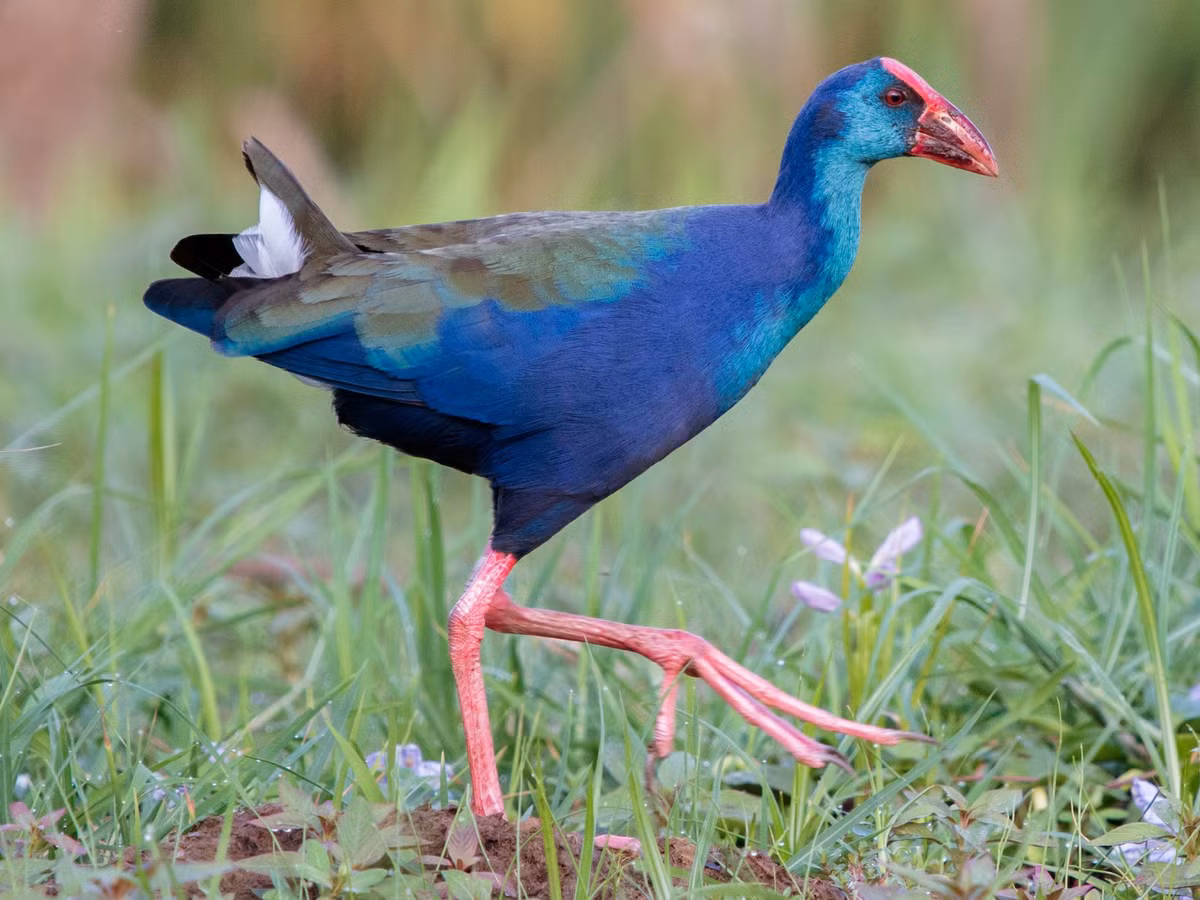 Xít (Porphyrio indicus) dài 28-29 cm, là loài định cư hiếm đến tương đối phổ biến trong cả nước (trừ Tây Bắc). Sinh cảnh của loài này là hồ và đầm lầy.
