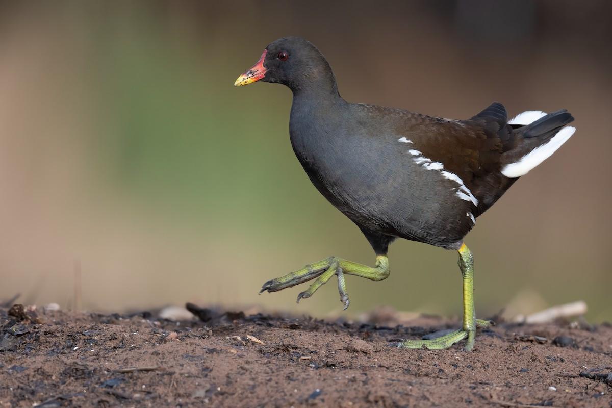 Kịch (Gallinula chloropus) dài 30-35 cm, là loài định cư không phổ biến đến phổ biến trong cả nước (trừ Tây Bắc), trú đông tương đối phổ biến tại Bắc Trung Bộ và Nam Bộ. Chúng sống ở hồ ao, đầm lầy nước ngọt, đồng lúa nước.