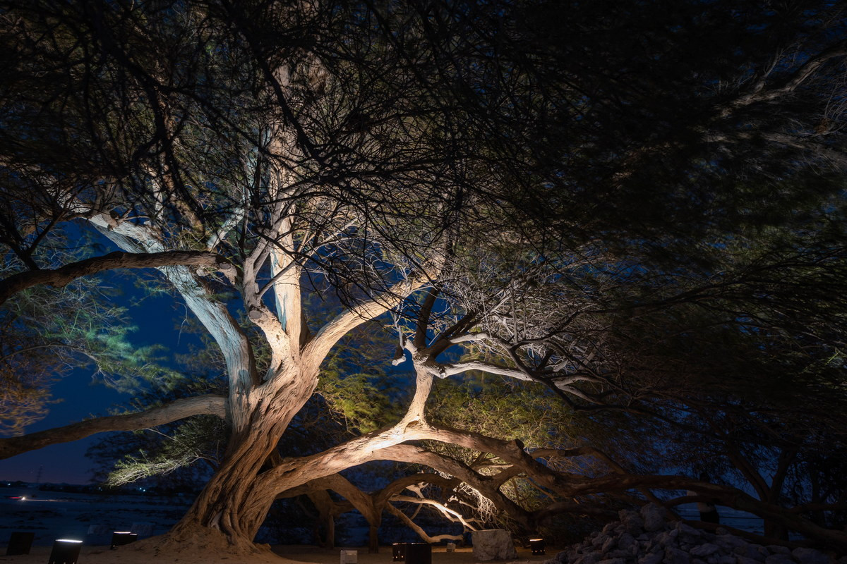 Những tín đồ Thiên Chúa giáo thì lý giải, vị trí cây mọc lên nằm trong khu vườn đã từng là Vườn Địa đàng trong Kinh Thánh, nơi có một nguồn nước thần bí nằm sâu dưới lòng đất. Ảnh: Wikipedia.