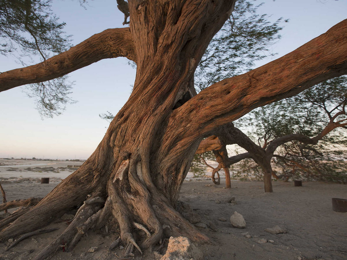 Quan điểm trên được củng cố vào năm 2010, khi các nhà khảo cổ khai quật được những món đồ gốm và các đồ tạo tác khác có niên đại vào khoảng 500 năm trước trong vùng lân cận của cây. Ảnh: Mustseespots.com.