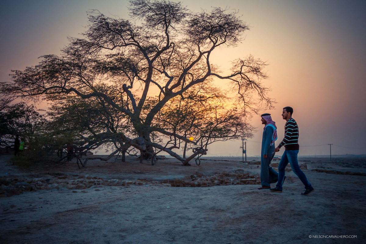 Một phân tích đất và phân tích vòng cây để tính tuổi được tiến hành vào những năm 1990 đã kết luận rằng, Cây Sự sống này được trồng có chủ đích vào năm 1582. Ảnh: Nelson Carvalheiro.