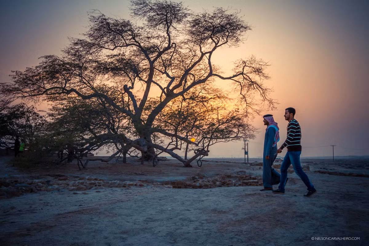 Một phân tích đất và phân tích vòng cây để tính tuổi được tiến hành vào những năm 1990 đã kết luận rằng, Cây Sự sống này được trồng có chủ đích vào năm 1582. Ảnh: Nelson Carvalheiro.