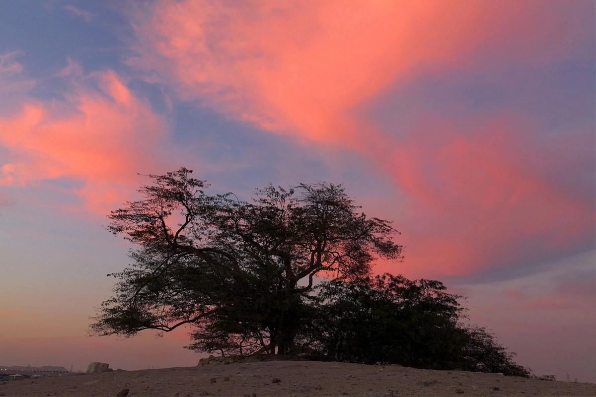 Một vài người theo tín ngưỡng bản địa tin rằng cây được bảo vệ bởi Enki, một vị thần của nước trong tôn giáo Babylon và Sumer cổ xưa. Ảnh: Cappadona Ranch.