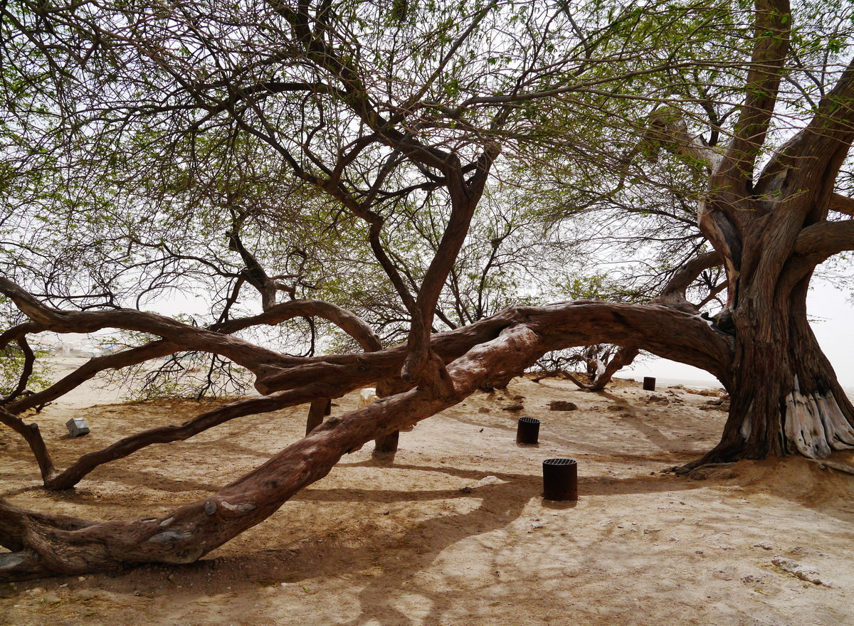 Nhiều giả thuyết đã được đưa ra xung quanh sự tốn tại của Cây Sự sống. Quan điểm phổ biến nhất cho rằng cây đã tiếp cận được nguồn nước ngầm từ bộ rễ có thể cắm sâu đến 50 mét vào lòng đất. Những người khác thì cho rằng cây đã hút ẩm từ cát. Ảnh: Wikipedia.