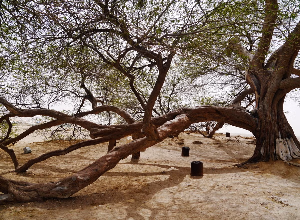 Nhiều giả thuyết đã được đưa ra xung quanh sự tốn tại của Cây Sự sống. Quan điểm phổ biến nhất cho rằng cây đã tiếp cận được nguồn nước ngầm từ bộ rễ có thể cắm sâu đến 50 mét vào lòng đất. Những người khác thì cho rằng cây đã hút ẩm từ cát. Ảnh: Wikipedia.