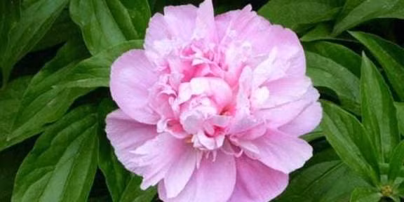 Dan ong sinh vao 3 gio nay trong nam nay se phat tai phat loc