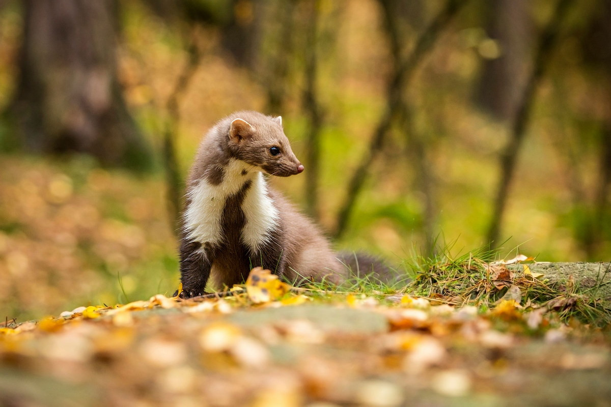 Chồn đá (Martes foina) dài 45-54 cm, phân bố rộng ở lục địa Á - Âu. Loài chồn này trú ẩn trong khe đá hay các khúc gỗ rỗng. Chúng ra ngoài khi đi săn những con thú nhỏ hay và tìm kiếm hoa quả theo mùa.