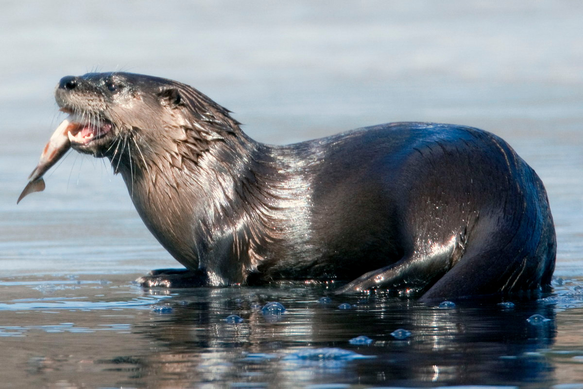 Rái cá sông Bắc Mỹ (Lontra canadensis) dài 58-73 cm, phân bố rộng ở Bắc Mỹ. Loài này cư trú ở các con sông và bờ hồ có thảm thực vật phát triển. Chúng chủ yếu ăn cá tôm, nhưng đôi khi cũng săn các động vật nhỏ trên cạn.