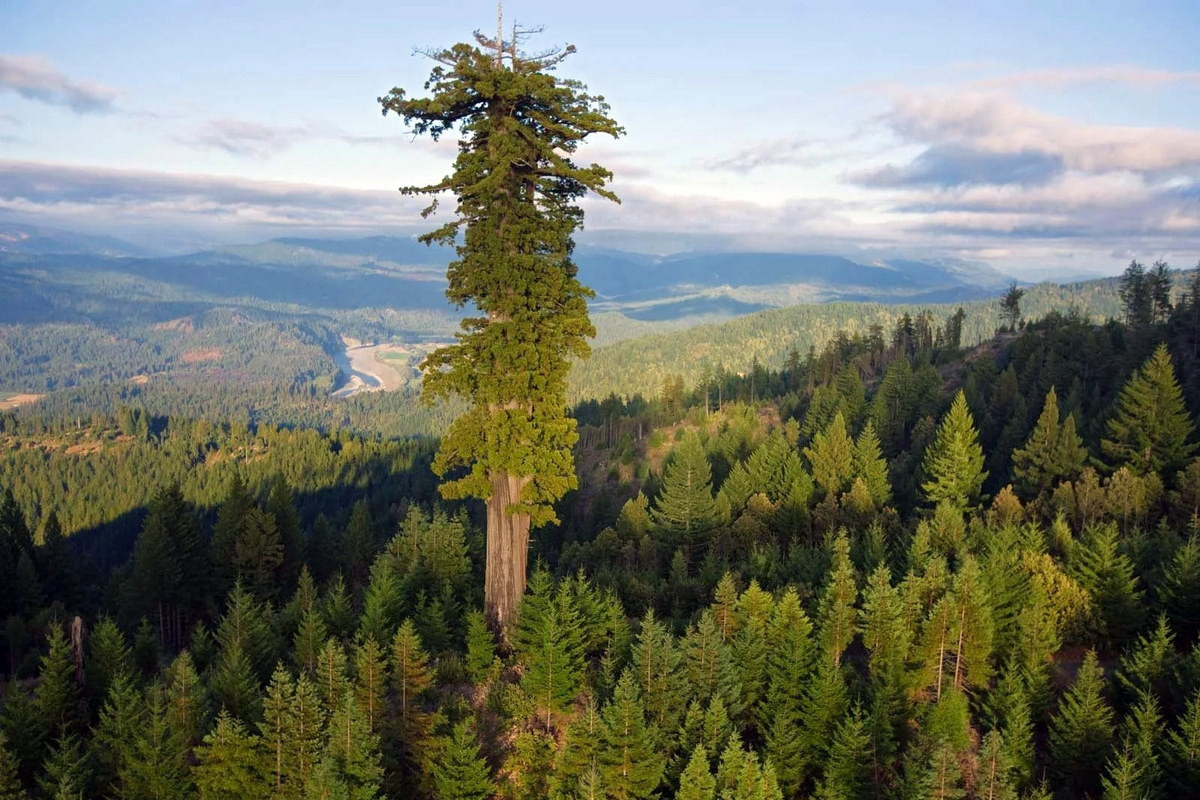 Nằm ở bang California của Mỹ, cây hồng sam (Sequoia sempervirens) có tên Hyperion được công nhận là cây cao nhất thế giới còn sống cho tới nay. Ảnh: National Geographic.