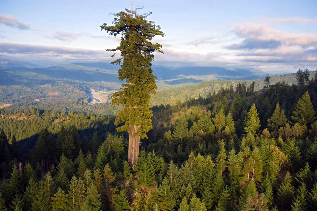 Nằm ở bang California của Mỹ, cây hồng sam (Sequoia sempervirens) có tên Hyperion được công nhận là cây cao nhất thế giới còn sống cho tới nay. Ảnh: National Geographic.
