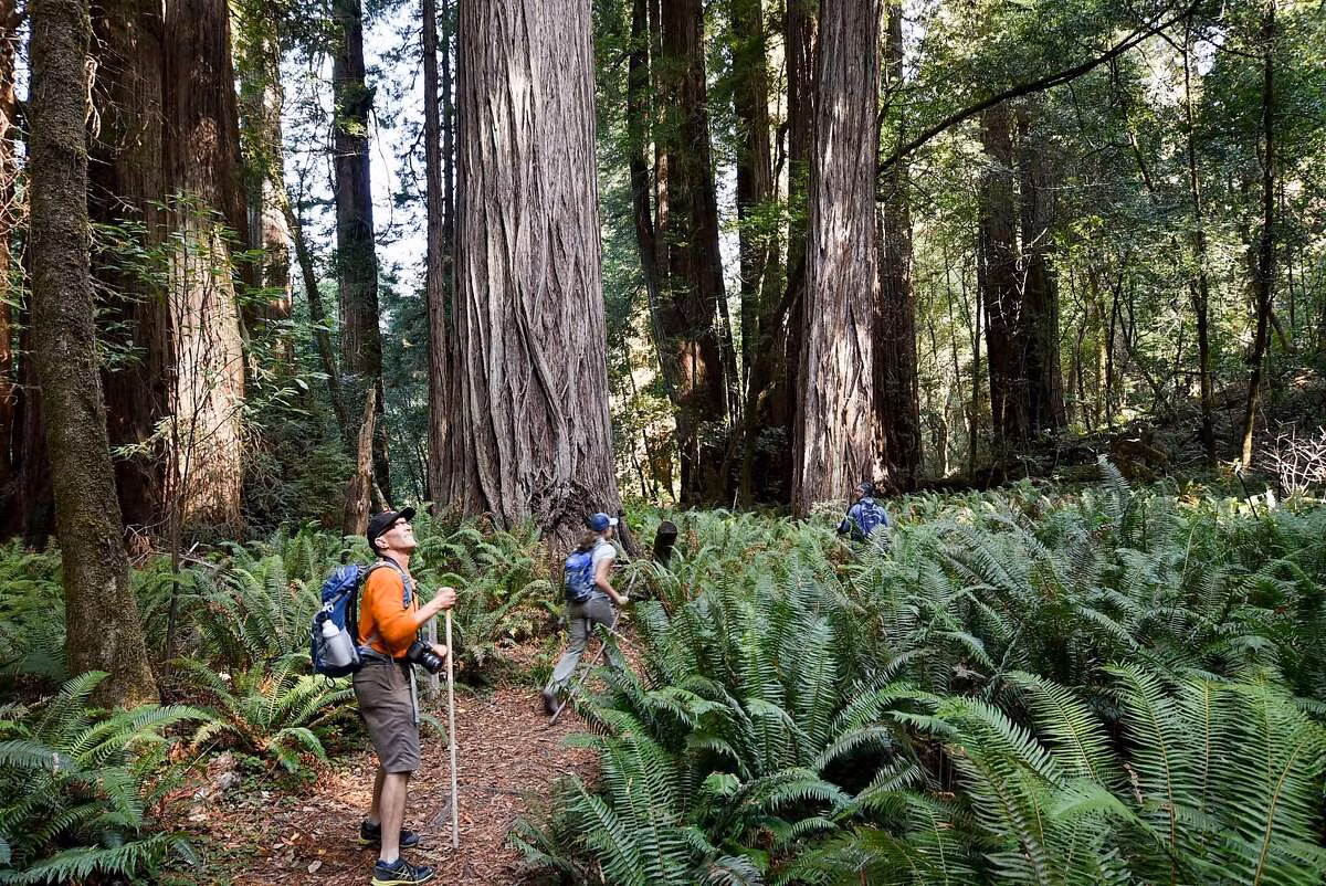 Vị trí chính xác của cây Hyperion trên danh nghĩa là bí mật nhưng một số người đã tìm ra và tung lên internet. Rất nhiều người khác đã cố gắng đến chiêm ngưỡng tận mắt cây hồng sam kỳ vĩ này. Ảnh: San Francisco Chronicle.