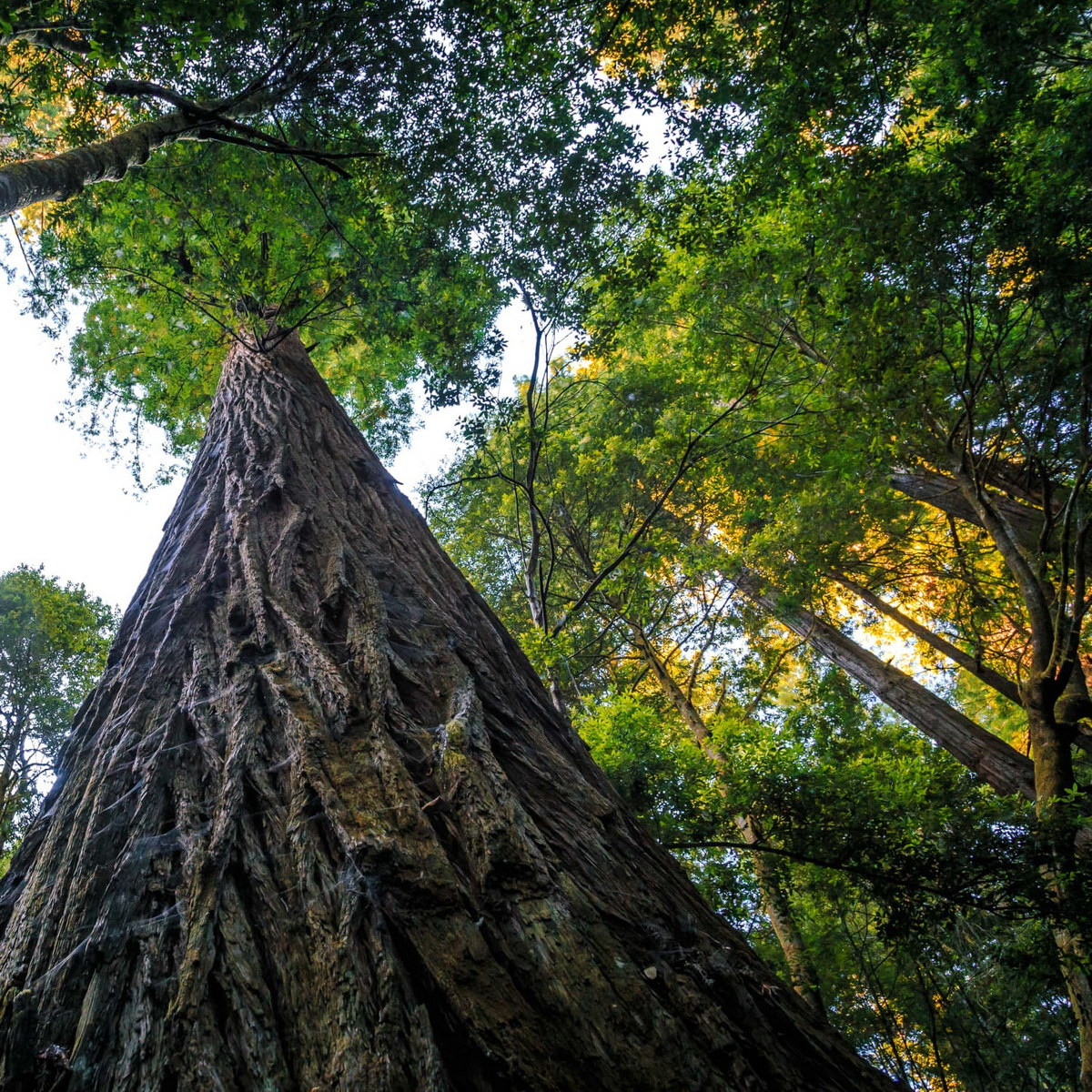 Vào tháng 7/2022, giám đốc Công viên Quốc gia Redwood đã đóng cửa toàn bộ khu vực xung quanh Hyperion để ngăn chặn sự tàn phá môi trường sống do du khách gây ra. Ảnh: Apartment Therapy.