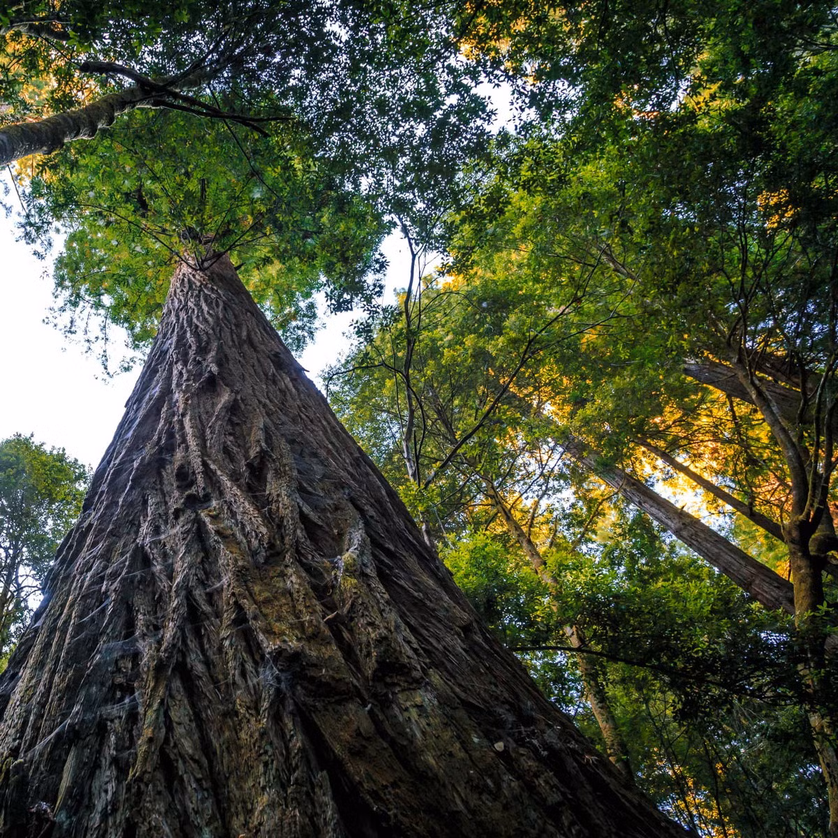 Vào tháng 7/2022, giám đốc Công viên Quốc gia Redwood đã đóng cửa toàn bộ khu vực xung quanh Hyperion để ngăn chặn sự tàn phá môi trường sống do du khách gây ra. Ảnh: Apartment Therapy.