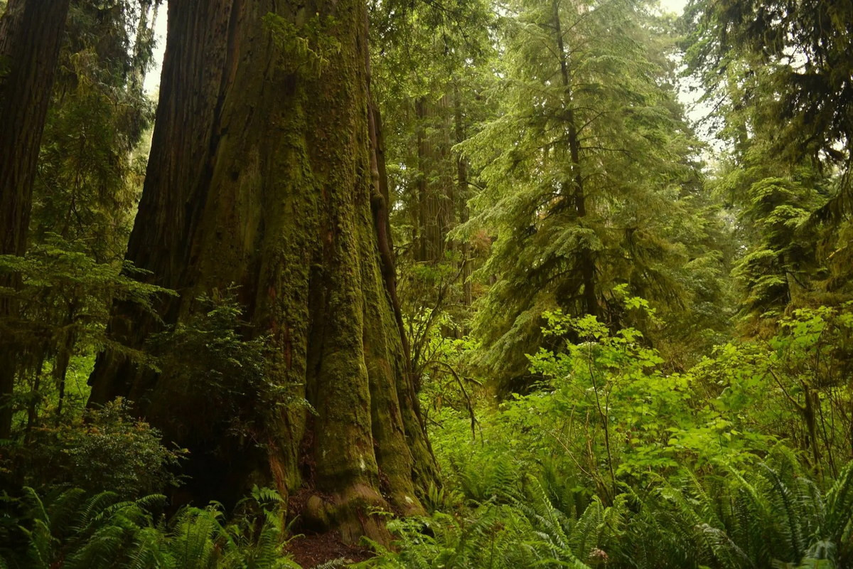 Cây được đặt tên theo thần Hyperion trong thần thoại Hy Lạp. Đây là một trong 12 vị thần Titan, là con của thần Uranus (Bầu trời) và nữ thần Gaia (Đất mẹ), là chồng của nữ thần Theia, cha của thần Helios (Mặt trời), nữ thần Selene (Mặt trăng) và nữ thần Eos (Rạng đông). Ảnh: AccuWeather.