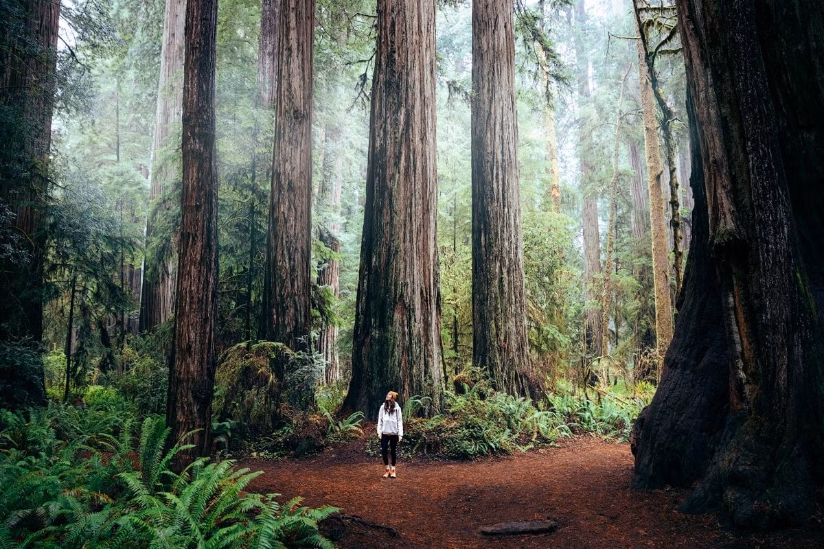 Ngày nay những khu rừng hồng sam nguyên thủy còn rại rất ít. Theo ước tính, khoảng 70% cây hồng sam cổ thụ đã chết do bị con người triệt hạ và sự biến động môi sinh. Ảnh: Renee Roaming.