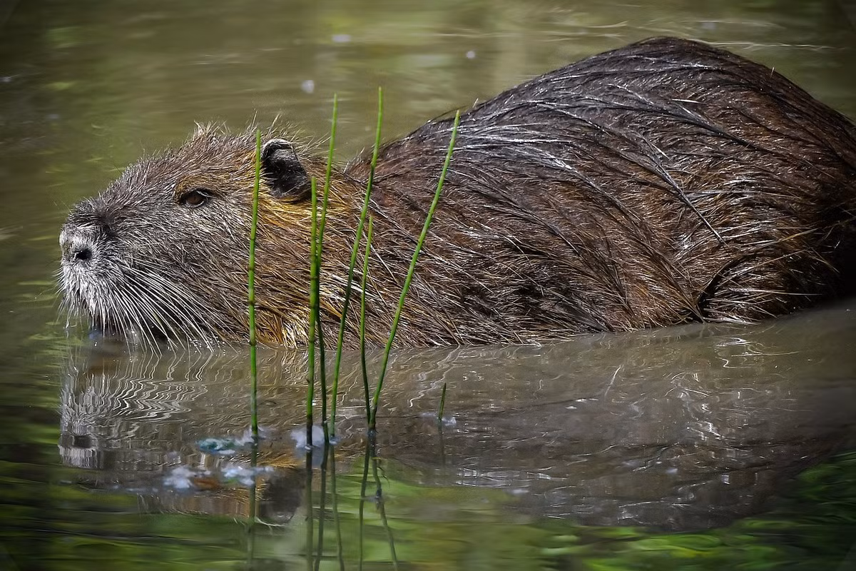 Chuột hải ly (Myocastor coypus) dài 36-65 cm, có nguồn gốc từ các đầm lầy Nam Mỹ. Loài này nhìn hơi giống hải ly, nhưng không có tập tính đắp đập. Chúng được nuôi để lấy thịt và lấy lông, đã hình thành những quần thể hoang dã ở châu Âu khi được du nhập vào đây.