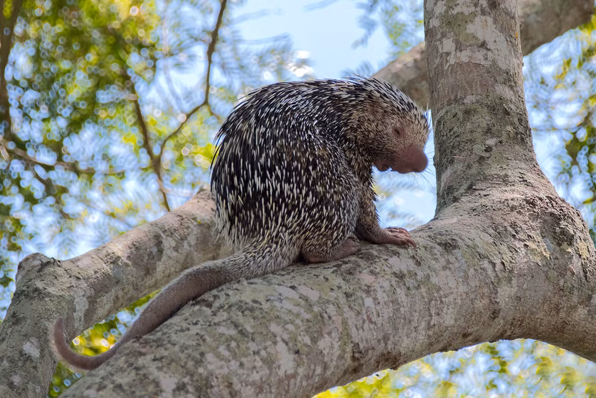 Nhím đuôi nắm Brazil (Coendou prehensilis) dài 30-60 cm, cư trú trong các khu rừng Nam Mỹ. Loài nhím này có gai ngắn, đuôi có vai trò như chi thứ năm, dùng để bám vào cành cây. Chúng ngủ ngày và tìm kiếm lá, mầm cây khi trời tối.