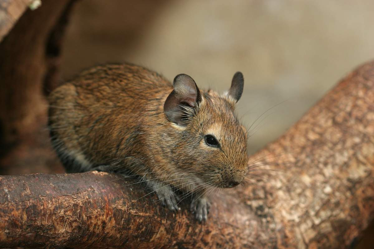Chuột Degu (Octodon degus) dài 12-19 cm, cư trú ở sườn Tây dãy Andes ở Nam Mỹ. Răng hàm của loài chuột này có hình số 8 khi bị mài mòn. Đuôi chúng có thể dễ dàng đứt ra (và không thể mọc lại) khi bị kẻ săn mồi tóm vào.