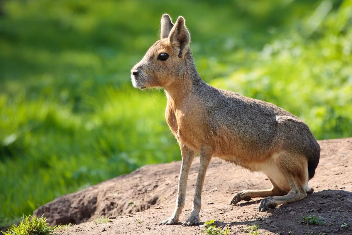 Chuột lang Patagonia (Dolichotis patagonum) dài 69-75 cm, phổ biến tại các vùng trống trải ở Tây Nam Argentina. Khác với các loài chuột lang khác, con vật trông như lai ghép giữa thỏ, hươu và chuột này có thể chạy rất nhanh nhờ các chi dài mạnh mẽ.