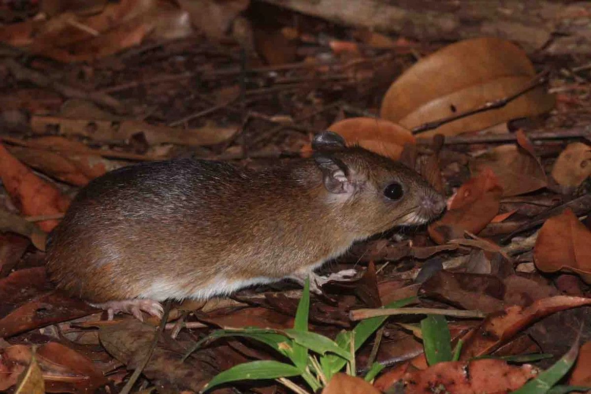 Chuột gai Cayenne (Proechimys cayennensis) dài 16-30 cm, là loài bản địa ở khu vực phía Bắc của Nam Mỹ. Loài gặm nhấm này có bộ lông cứng và nhọn, bảo vệ chúng trước những loài săn mồi. Đây là kiểu tiến hóa tương đồng với chuột lông kim Bắc Phi.