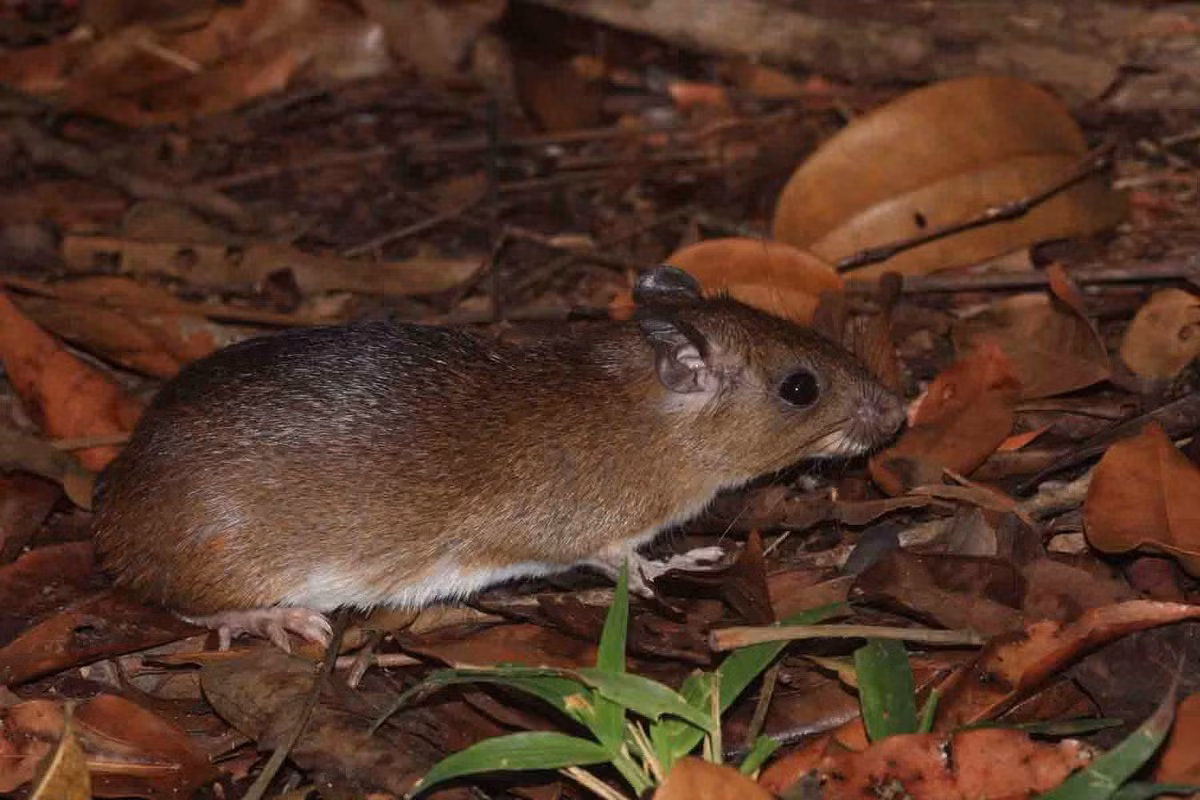 Chuột gai Cayenne (Proechimys cayennensis) dài 16-30 cm, là loài bản địa ở khu vực phía Bắc của Nam Mỹ. Loài gặm nhấm này có bộ lông cứng và nhọn, bảo vệ chúng trước những loài săn mồi. Đây là kiểu tiến hóa tương đồng với chuột lông kim Bắc Phi.