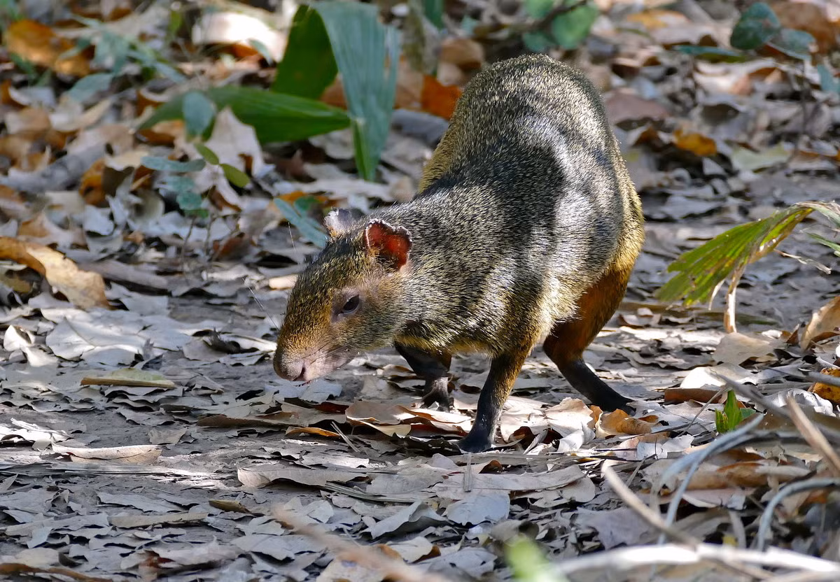 Chuột thỏ Azara (Dasyprocta azarae) dài 42062 cm, cư trú trong các khu rừng Nam Brazil, Paraguay và Bắc Argentina. Loài gặm nhấm có chân dài này ăn hạt và quả. Chúng sủa khi cảm thấy hoảng sợ.