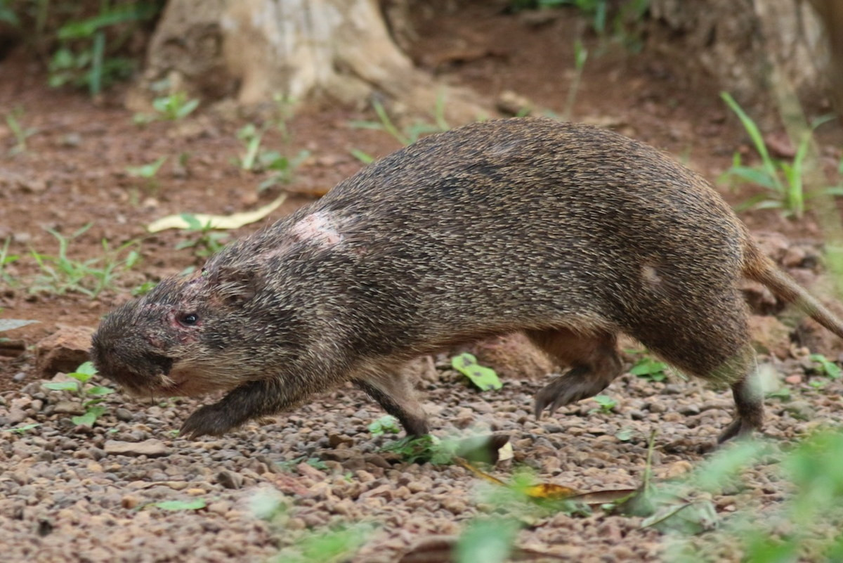 Chuột lau lớn (Thryonomys swinderianus) dài 43-60 cm, sống ở các bãi lau sậy và bờ sông khu vực châu Phi cận Sahara. Là một trong những loài gặm nhấm lớn nhất ở châu Phi, chúng vừa là loài có hại khi thường ăn các loài cây trồng, vừa là một nguồn cung cấp thịt cho dân địa phương.